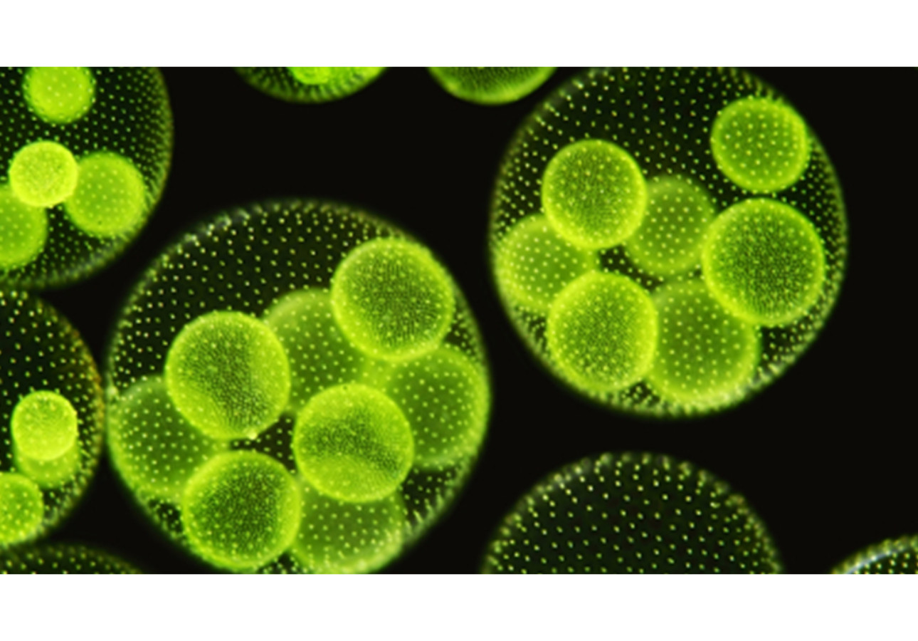 Articolo di prova 01